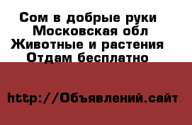 Сом в добрые руки - Московская обл. Животные и растения » Отдам бесплатно   